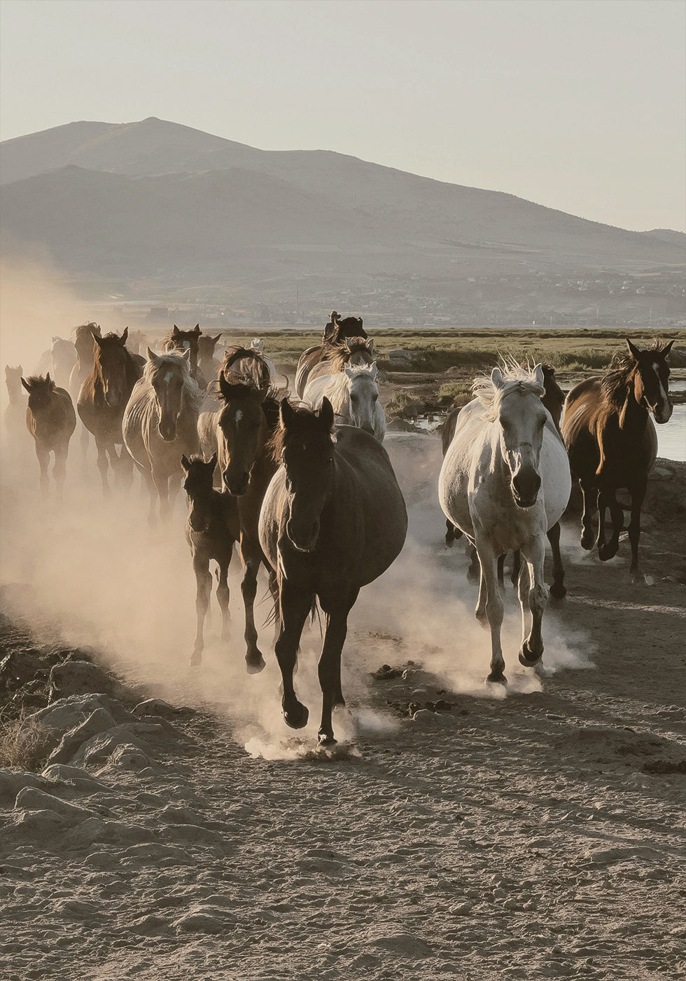 Wild Horses Gallop Plakat