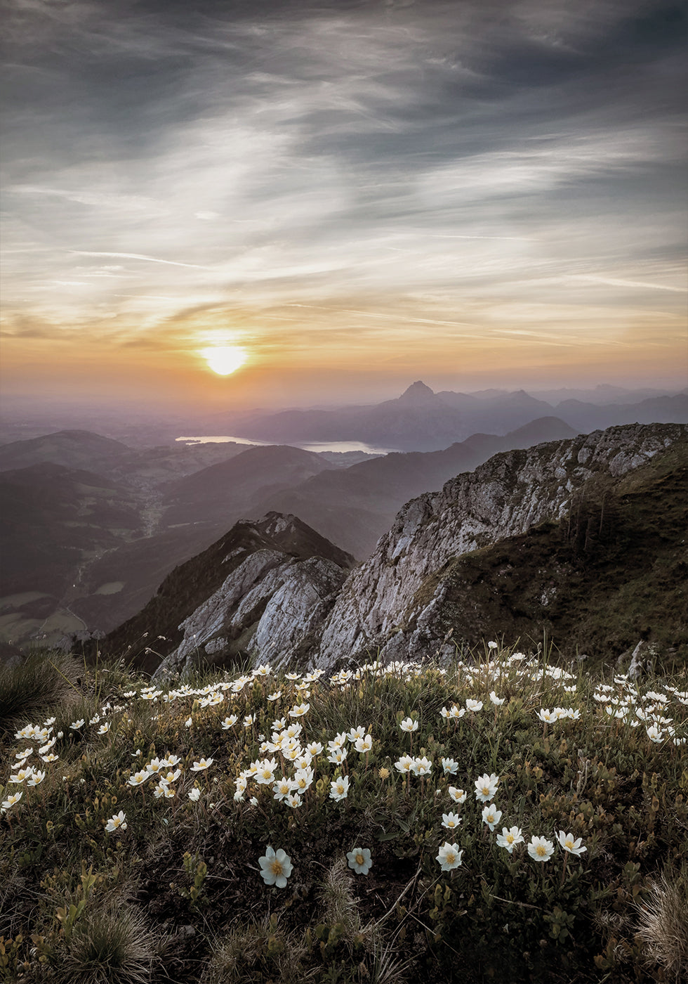 Sunrise Over Mountain Wildflowers Plakat