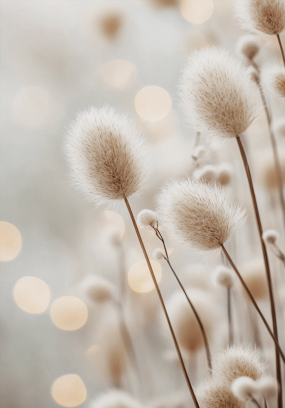 Fluffy Plant Stems Plakat