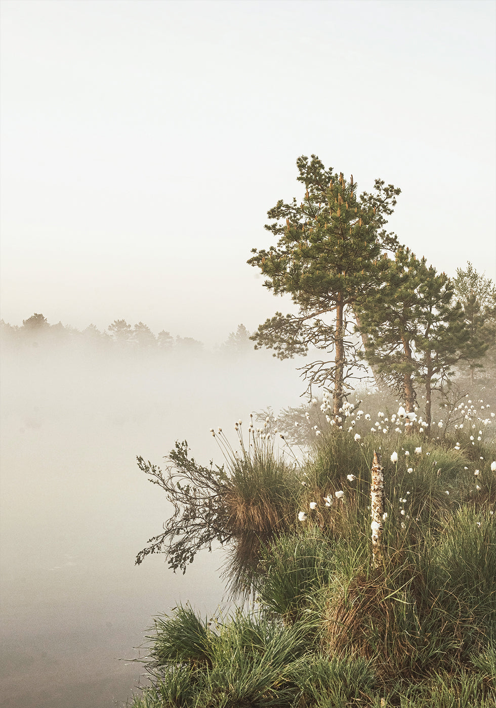 Foggy Summer Morning Plakat