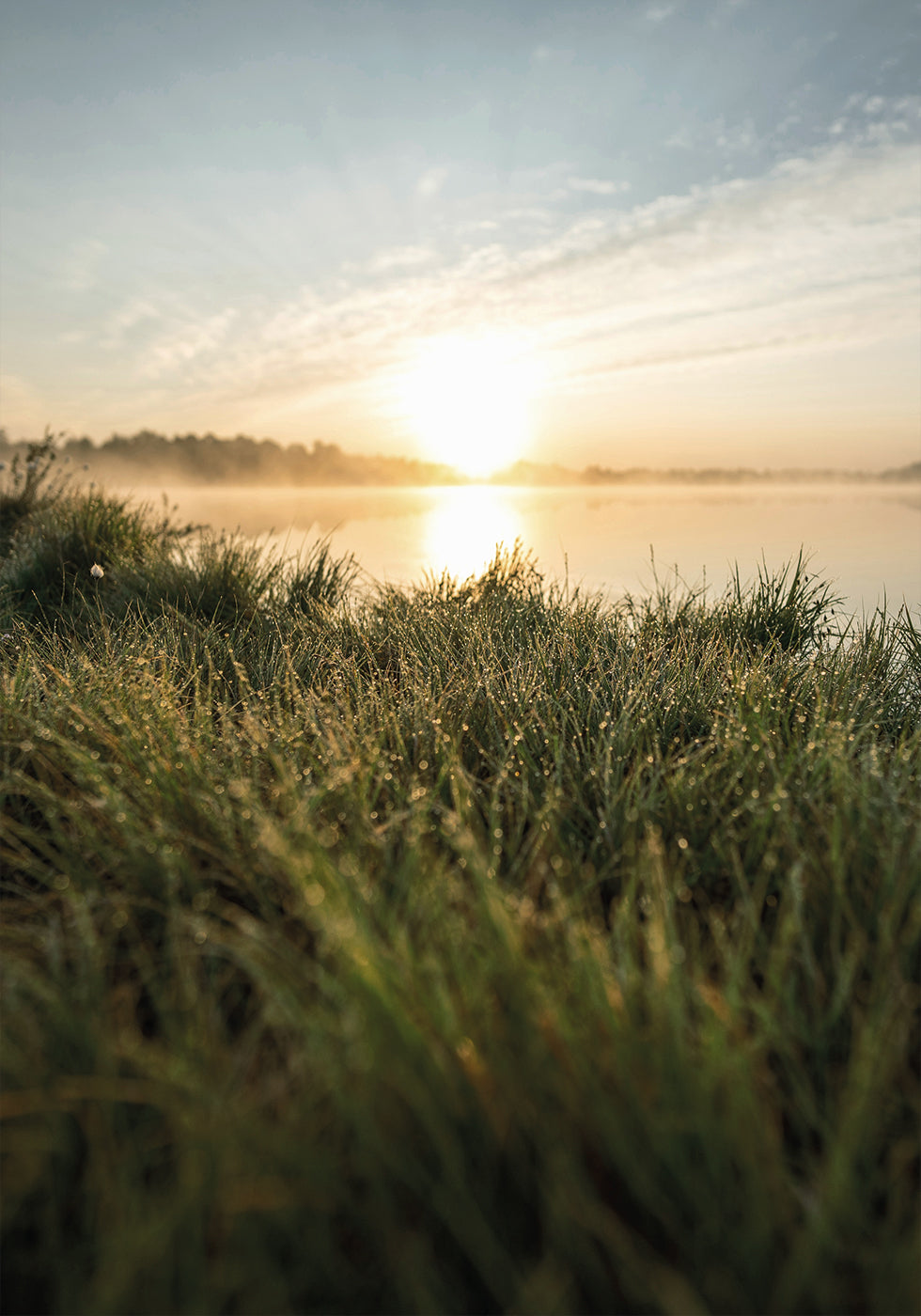 Foggy Summer Morning Plakat