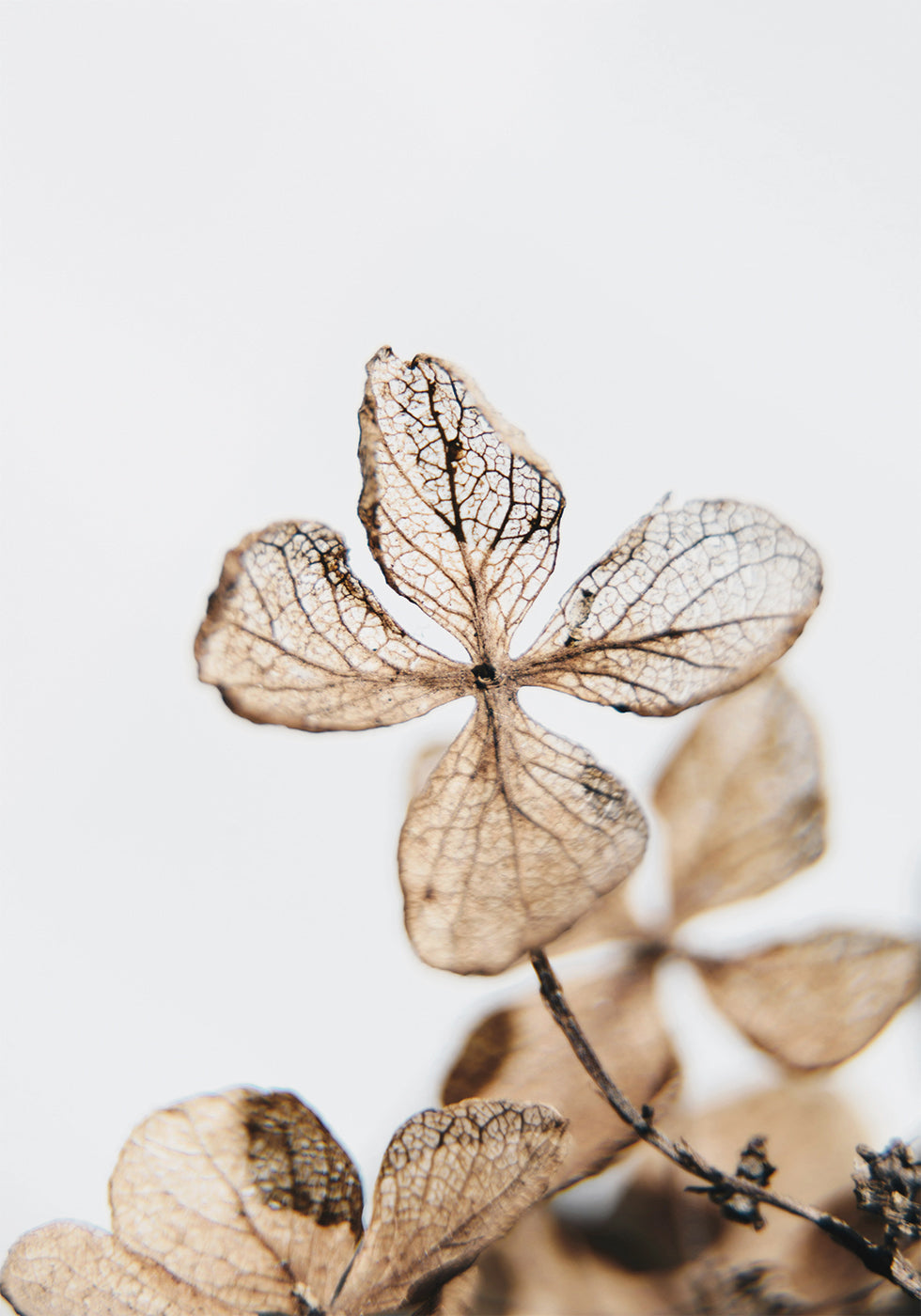 Four Leaves Plant Plakat