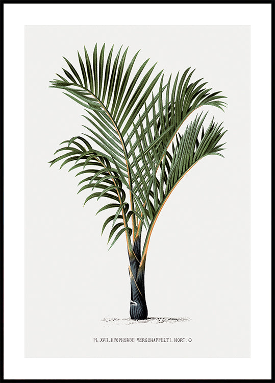 Vintage Palm Tree No. 3 Plakat