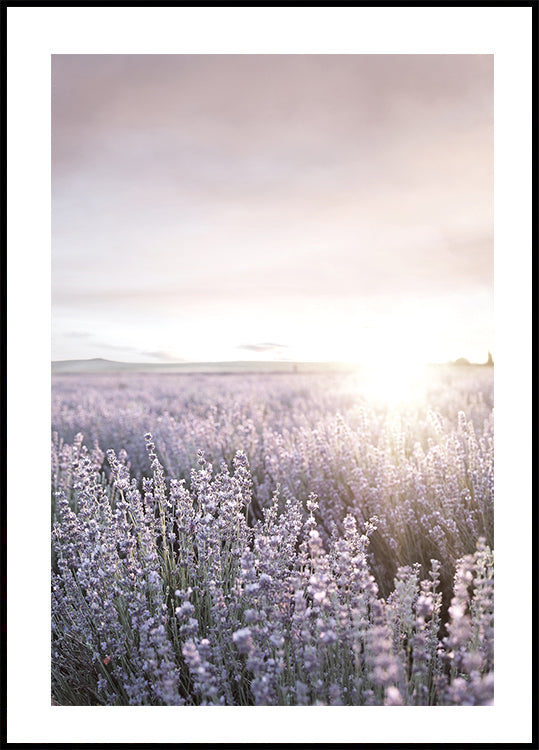 Sunset Over Lavender Fields Plakat