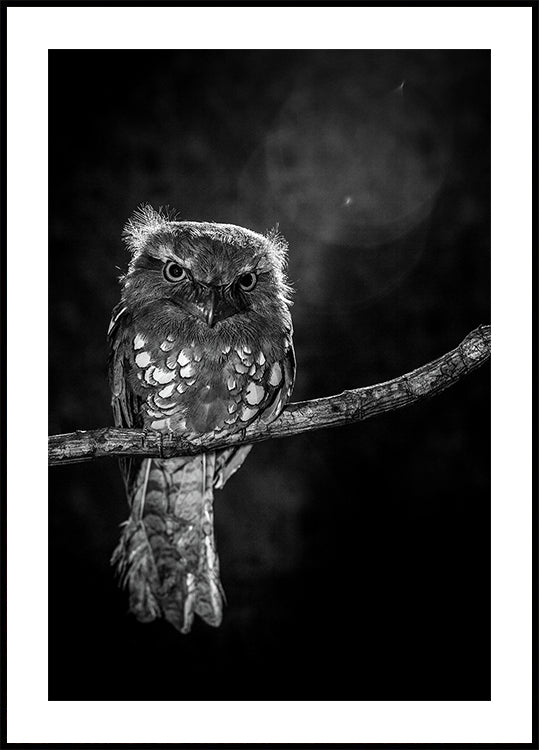 Alone in the night Plakat