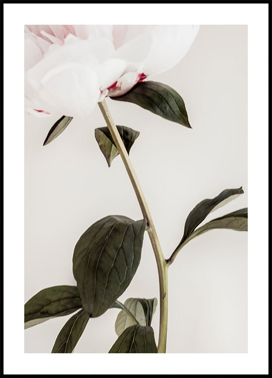 Peony 09