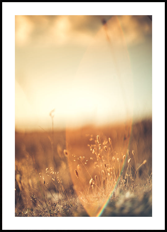 Golden Glow Field Plakat