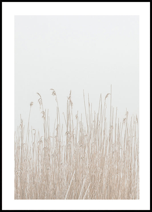 Grass In Fog Plakat