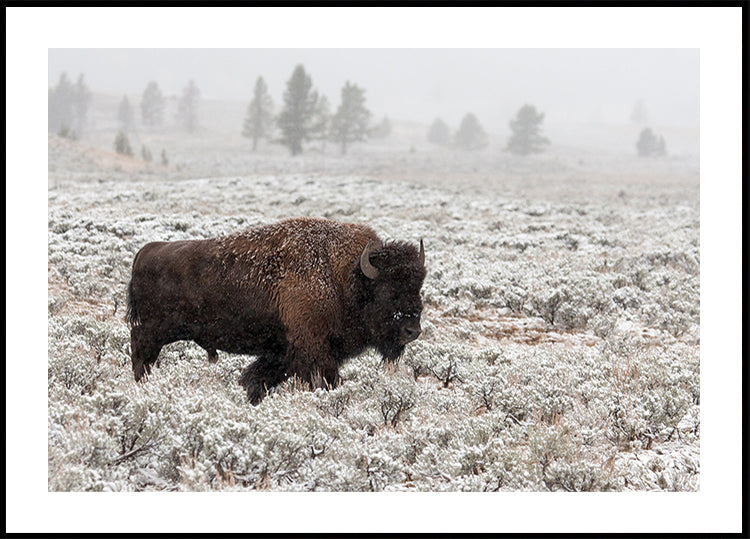 Late Fall Yellowstone Plakat