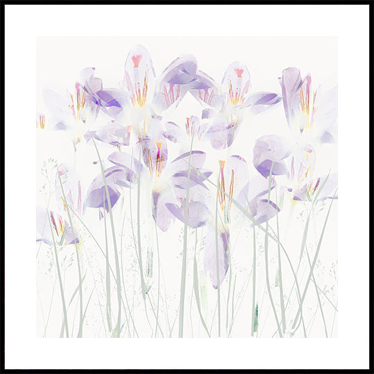 Crocuses in the grass Plakat