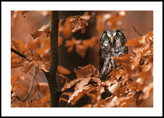 Owl Among Autumn Leaves Plakat