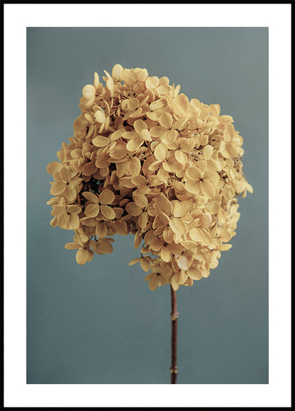 Yellow Hydrangea Plakat