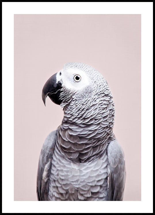 African Grey Plakat