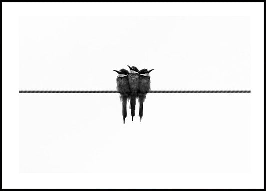 Birds On Wire Plakat