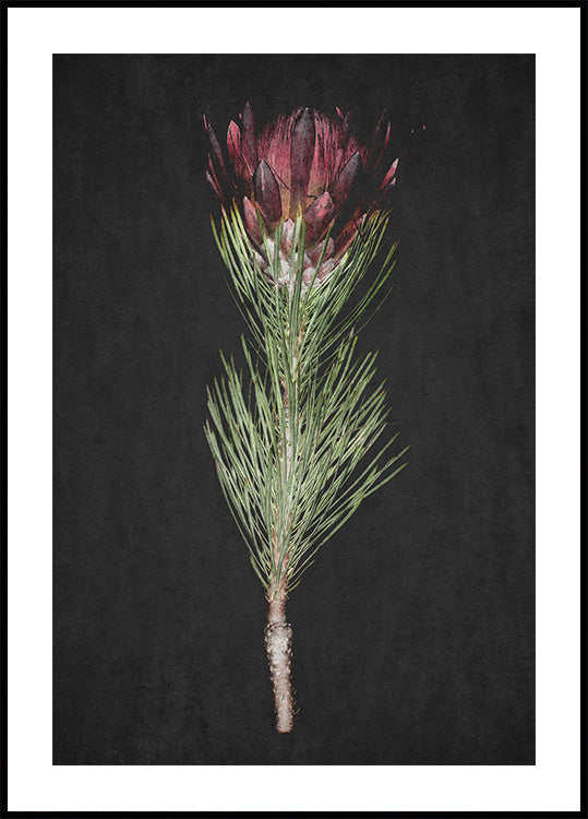 Protea Serenity Plakat