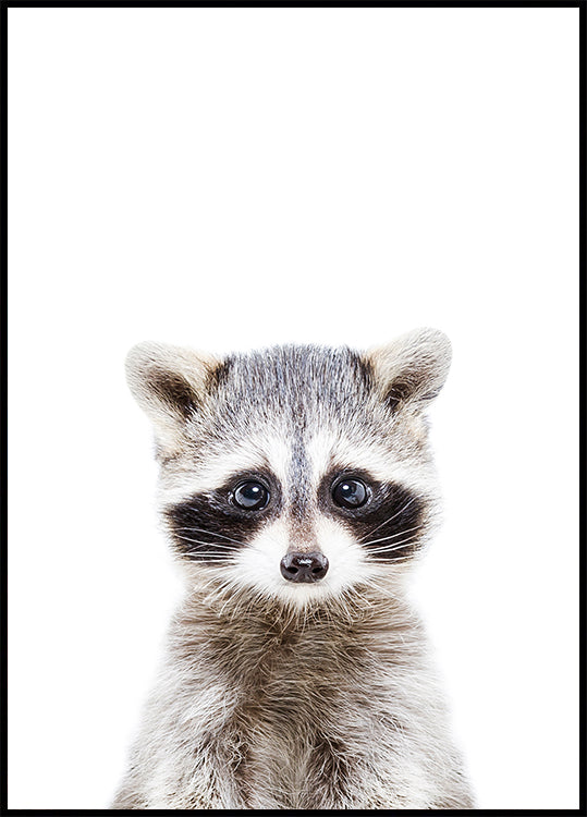 Baby Racoon Plakat