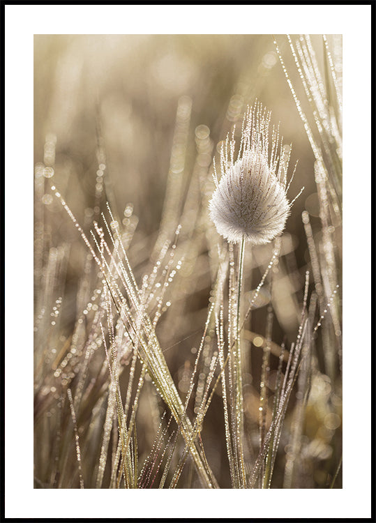 Dew-Covered Grass Head Plakat