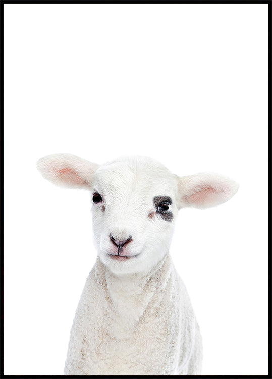 Baby Lamb Plakat