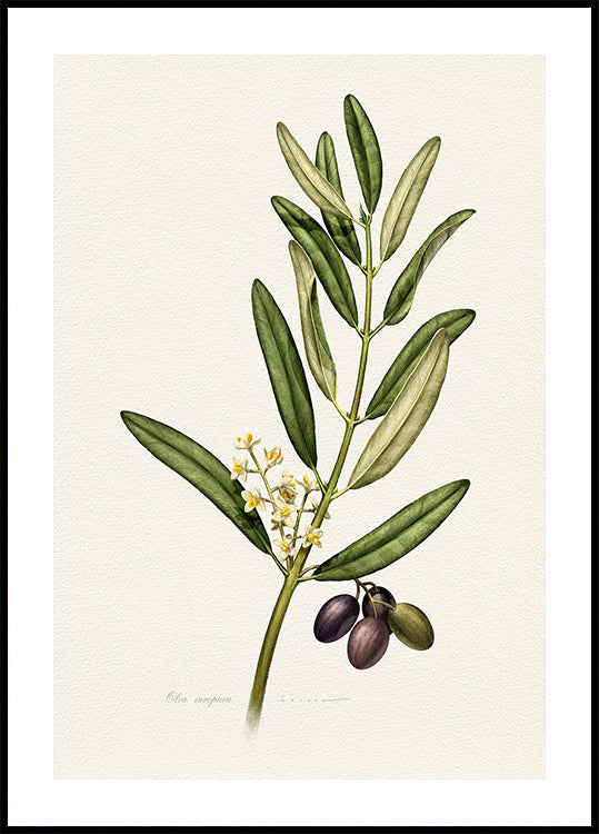 Olea Europaea Plakat