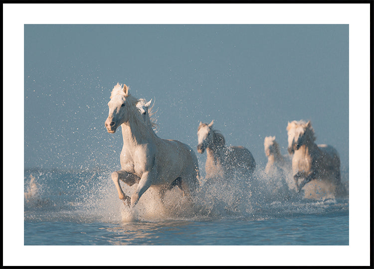 Angels of Camargue Plakat