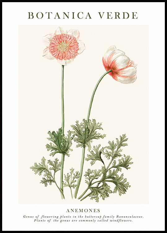 Anemones Plakat