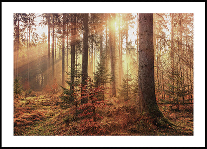 Mysterious Light of the Autumn Forest Plakat