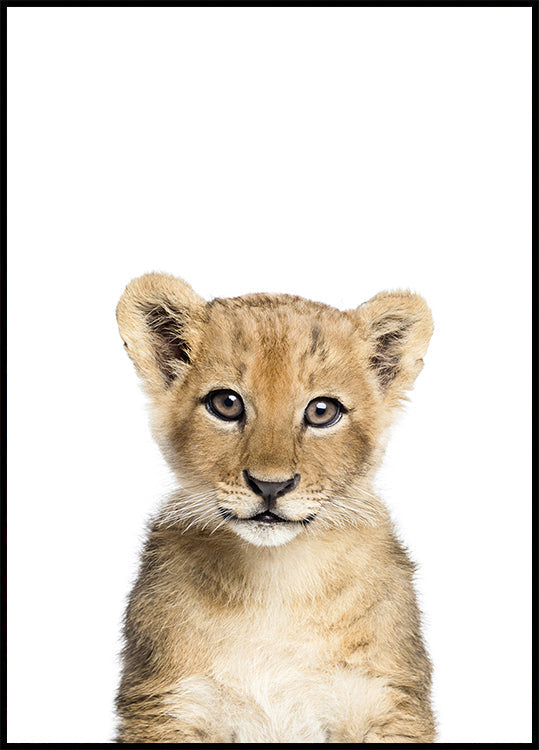 Baby Lion Plakat