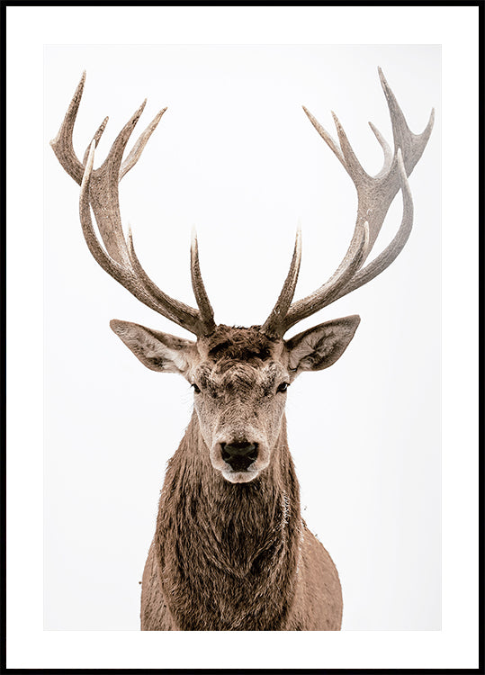 Deer Portrait Plakat