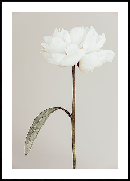 Peony No.7 Plakat