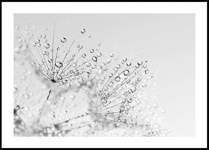 Dandelion Flower with Dew – Macro Perspective Plakat