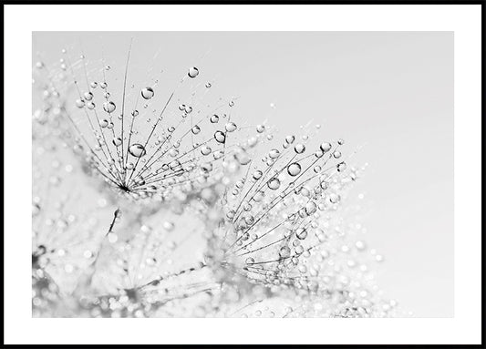 Dandelion Flower with Dew – Macro Perspective Plakat