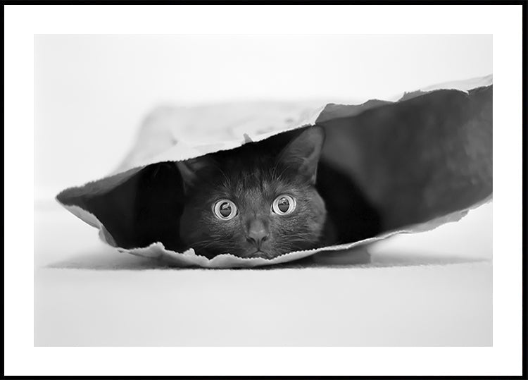 Cat in a bag Plakat