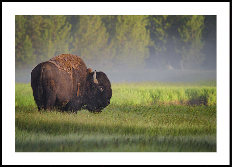 Bison in Morning Light Plakat