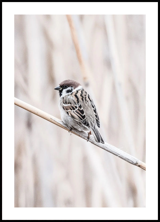 Tree Sparrow on Branch Plakat