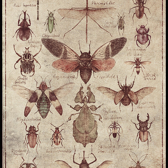 Vintage-style  Insects Plakat