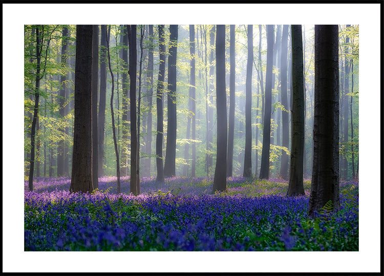 Bluebells Plakat