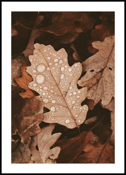 Dew-Dappled Autumn Leaves Plakat