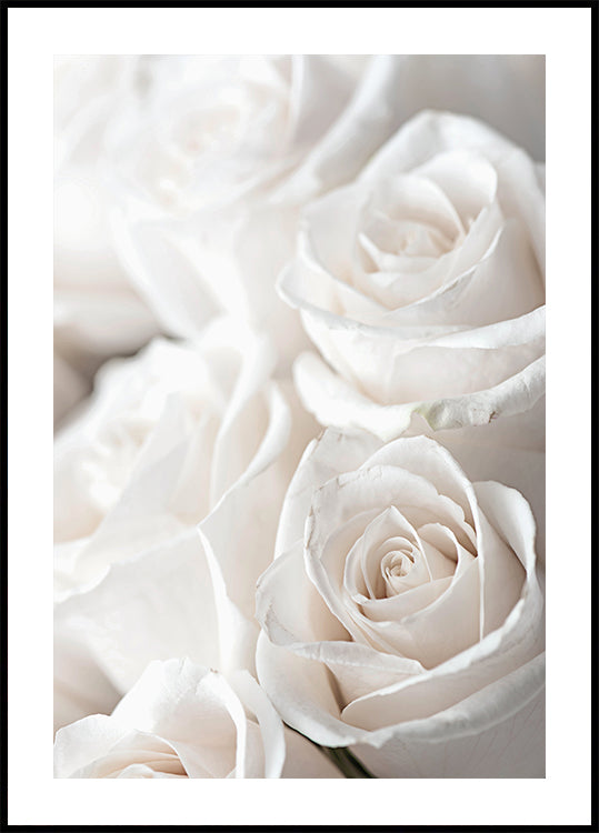 White Blossoming Roses Plakat