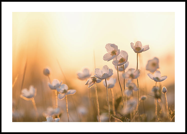 Wild Anemone at Sunset Plakat