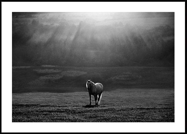 morning appearance Plakat