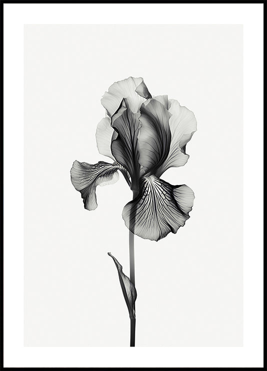 Abstract Iris Plakat