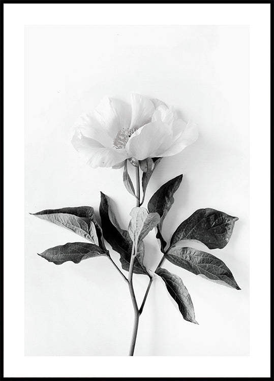 Peony B&W Plakat