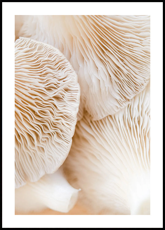 Mushrooms Close-Up Plakat