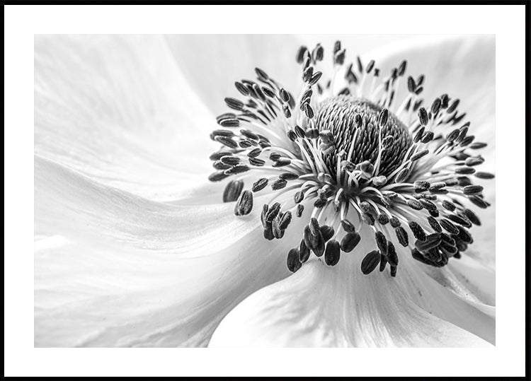 Anemone Plakat