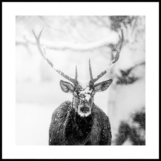 Male deer in heavy snow Plakat