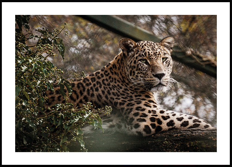 Majestic Leopard in the Wild Plakat