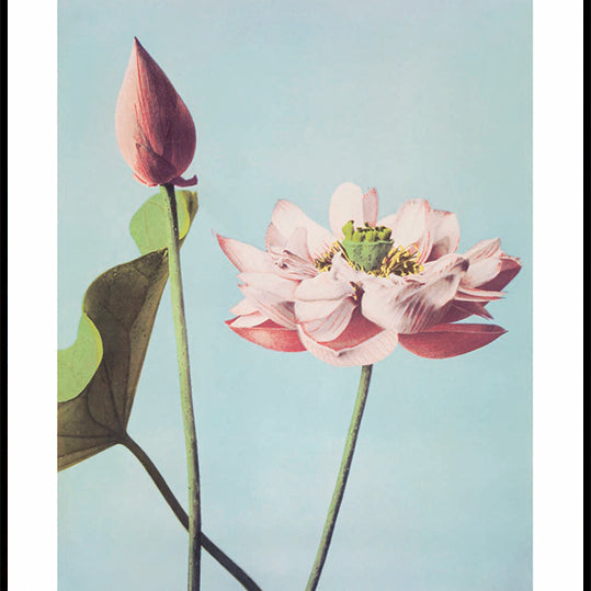 Lotus Flowers Print, Ogawa Kazumasa Plakat