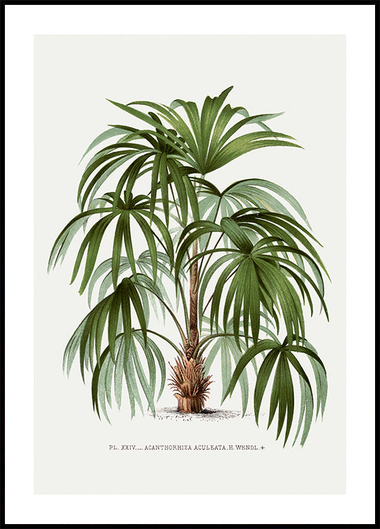 Vintage Palm Tree No. 1 Plakat