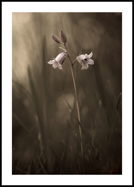A small flower on the ground Plakat
