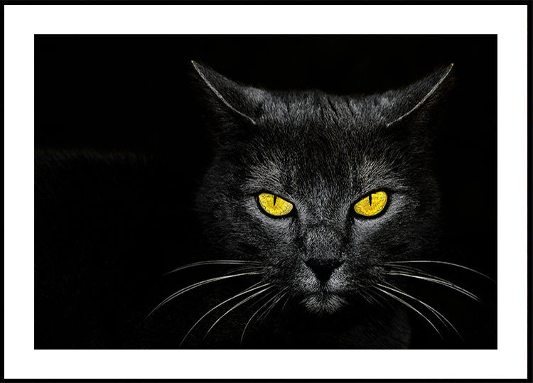 Black Cat Plakat
